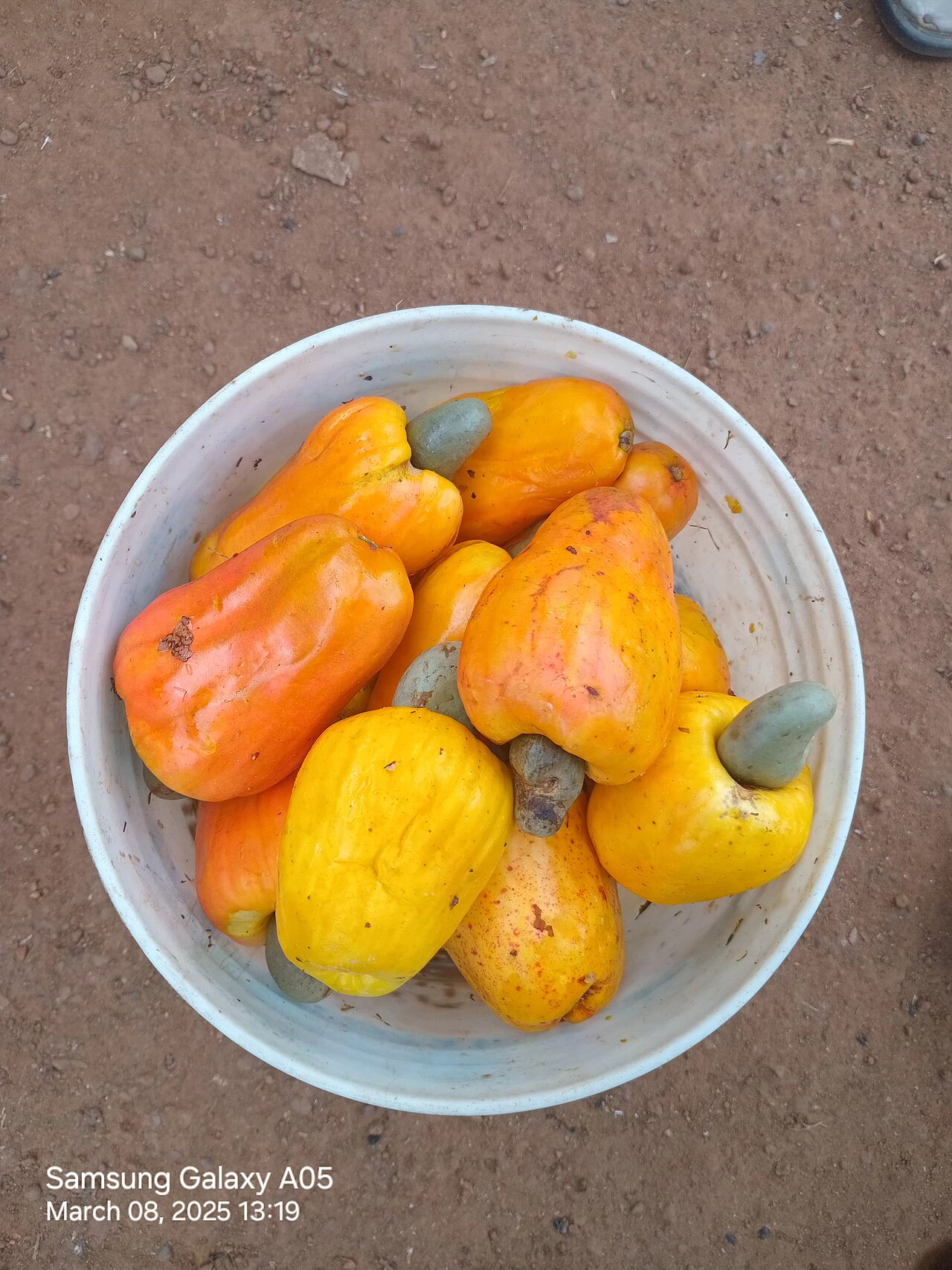 Cashew fruit and nuts in a bowl, Yoruba community Nigeria