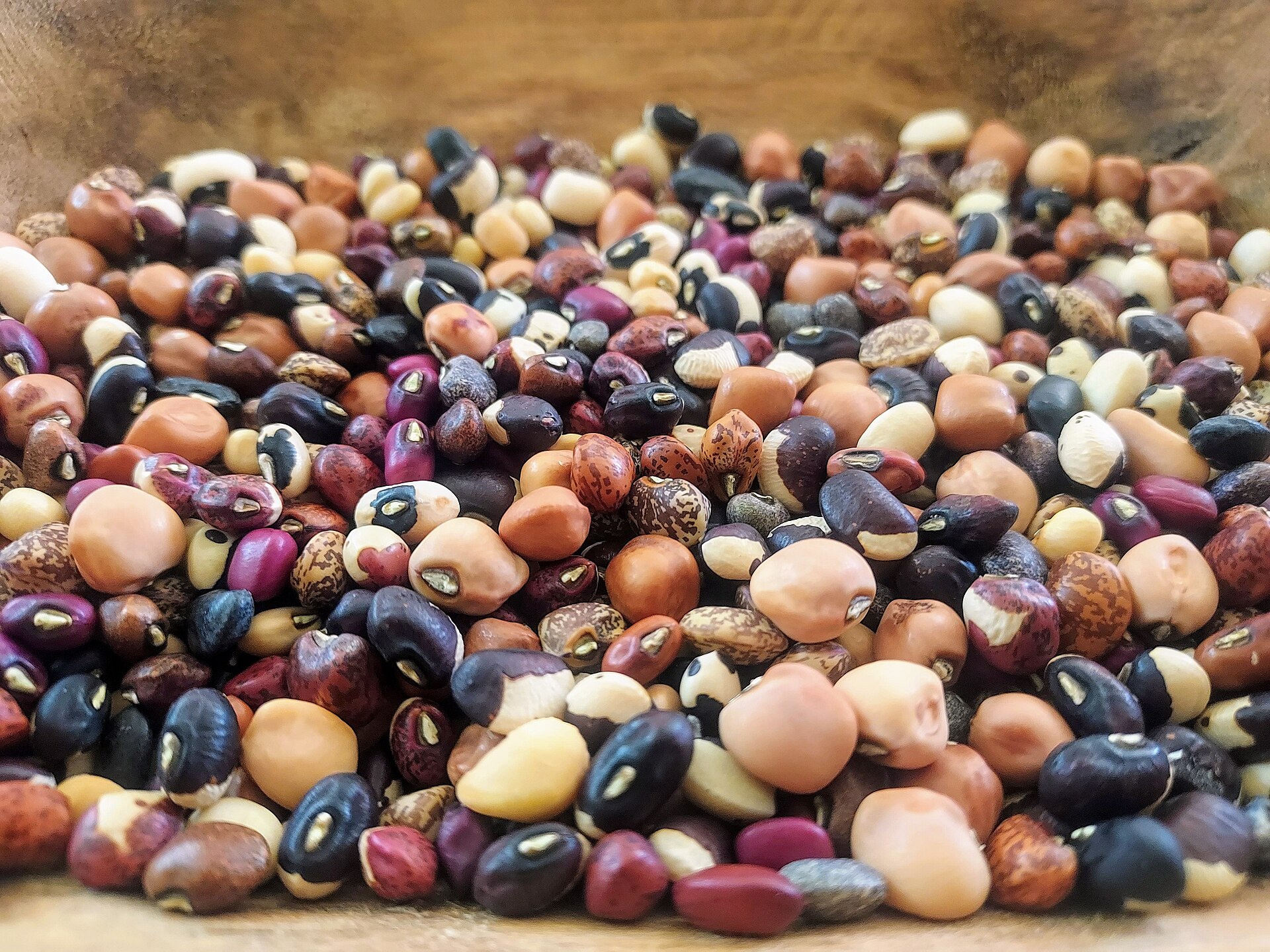 Cowpea and bean varieties used in Nigeria